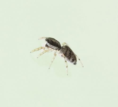 Salticus sp.